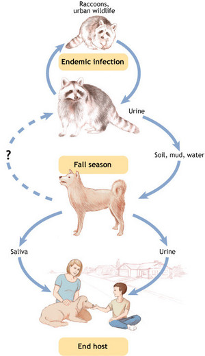 symptoms of leptospirosis in dogs leptospirosis and lodging tippvet symptoms of leptospirosis in dogs leptospirosis and lodging tippvet